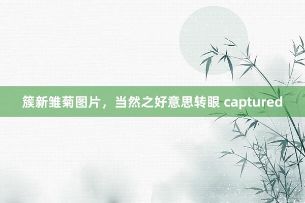 簇新雏菊图片，当然之好意思转眼 captured