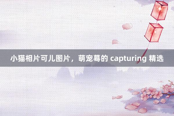 小猫相片可儿图片，萌宠蓦的 capturing 精选